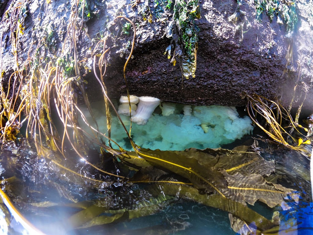 Outdoor Odysseys Kayak Tours | 86 Cedar St, Friday Harbor, WA 98250, USA | Phone: (360) 378-3533