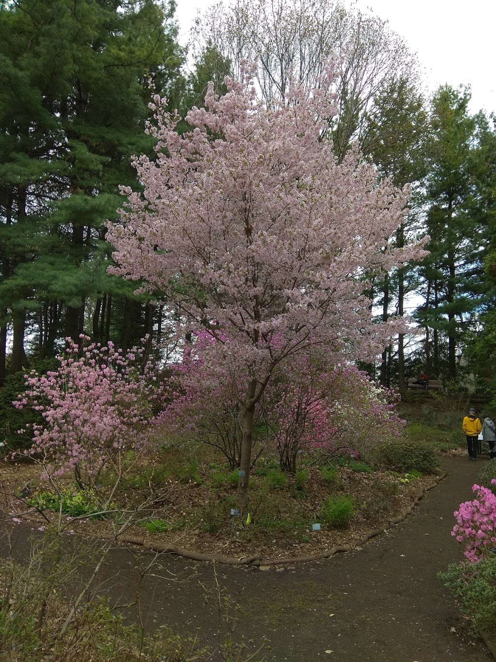 Leslie Hancock Garden Of Rhododendrons | Rosemont-La Petite-Patrie, Montreal, QC H1X 2B2, Canada