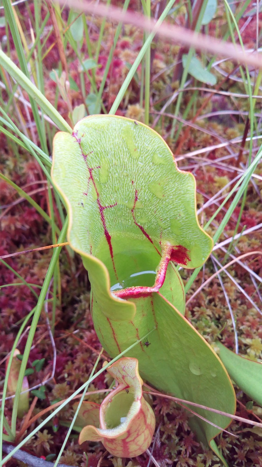 Moose Bog Trail lot | 05846 VT-105, Island Pond, VT 05846, USA