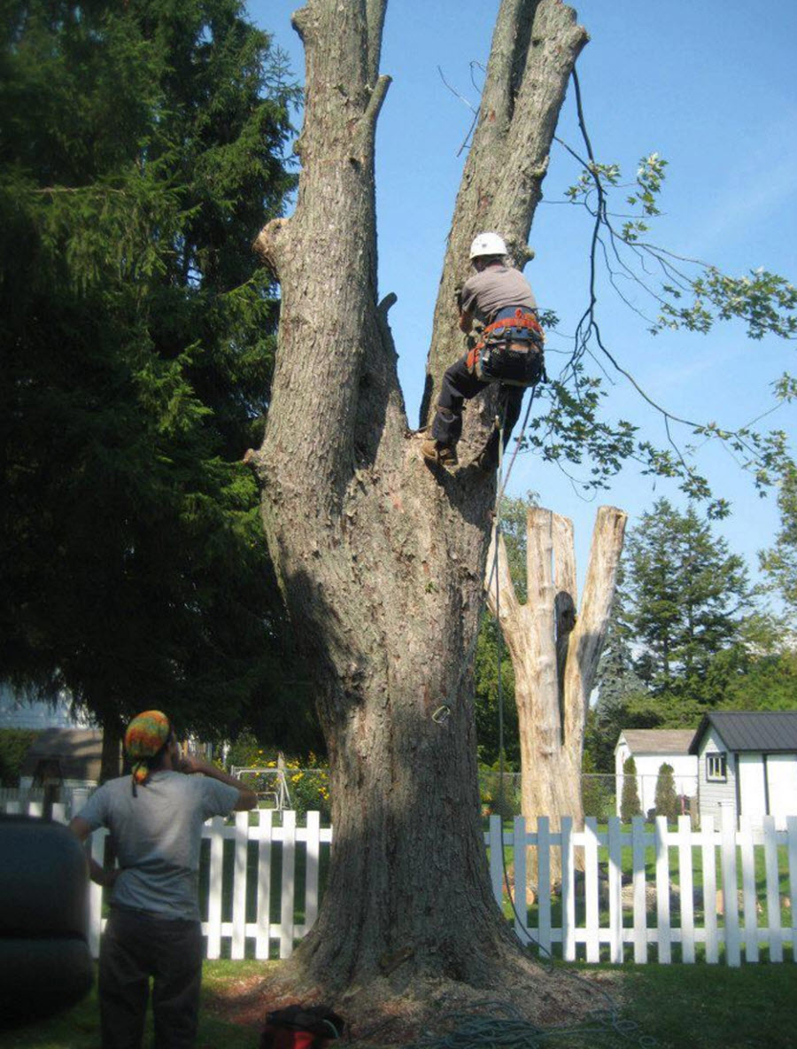 Colesons Tree Service | 423 Woodley Rd, Waterford, ON N0E 1Y0, Canada | Phone: (519) 770-6497