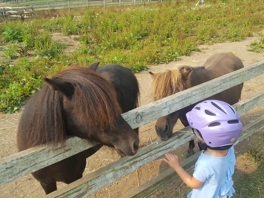 Pacific Riding for Developing Abilities | 1088 208 St, Langley City, BC V2Z 1T4, Canada | Phone: (604) 530-8717