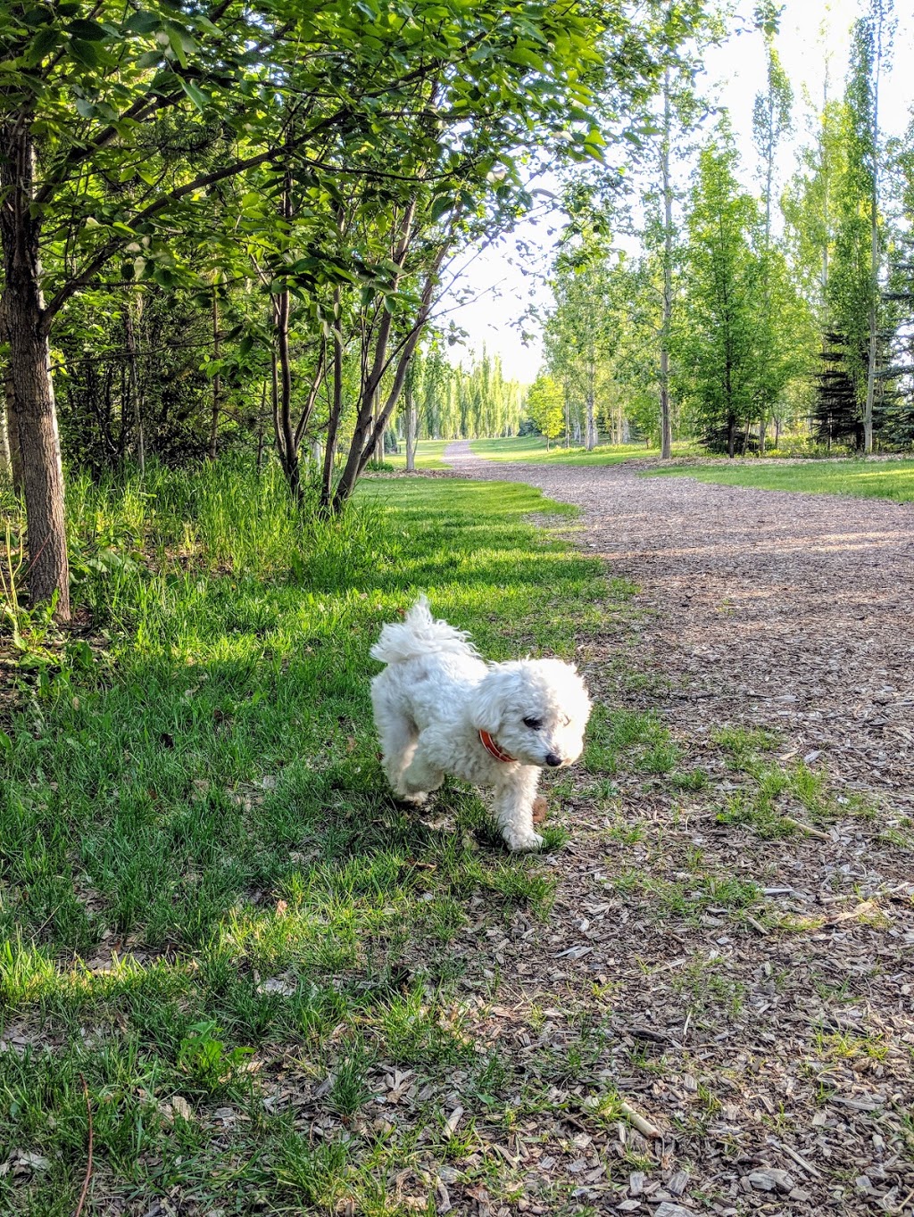 BP Birthplace Forest | Silver Springs, Calgary, AB T3B 4N3, Canada