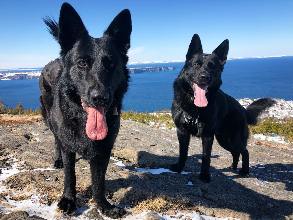 Brooklyn Adventure Dogs | 491 Eastern Shore Rd, Brooklyn, NS B0J 1H0, Canada | Phone: (709) 771-7272