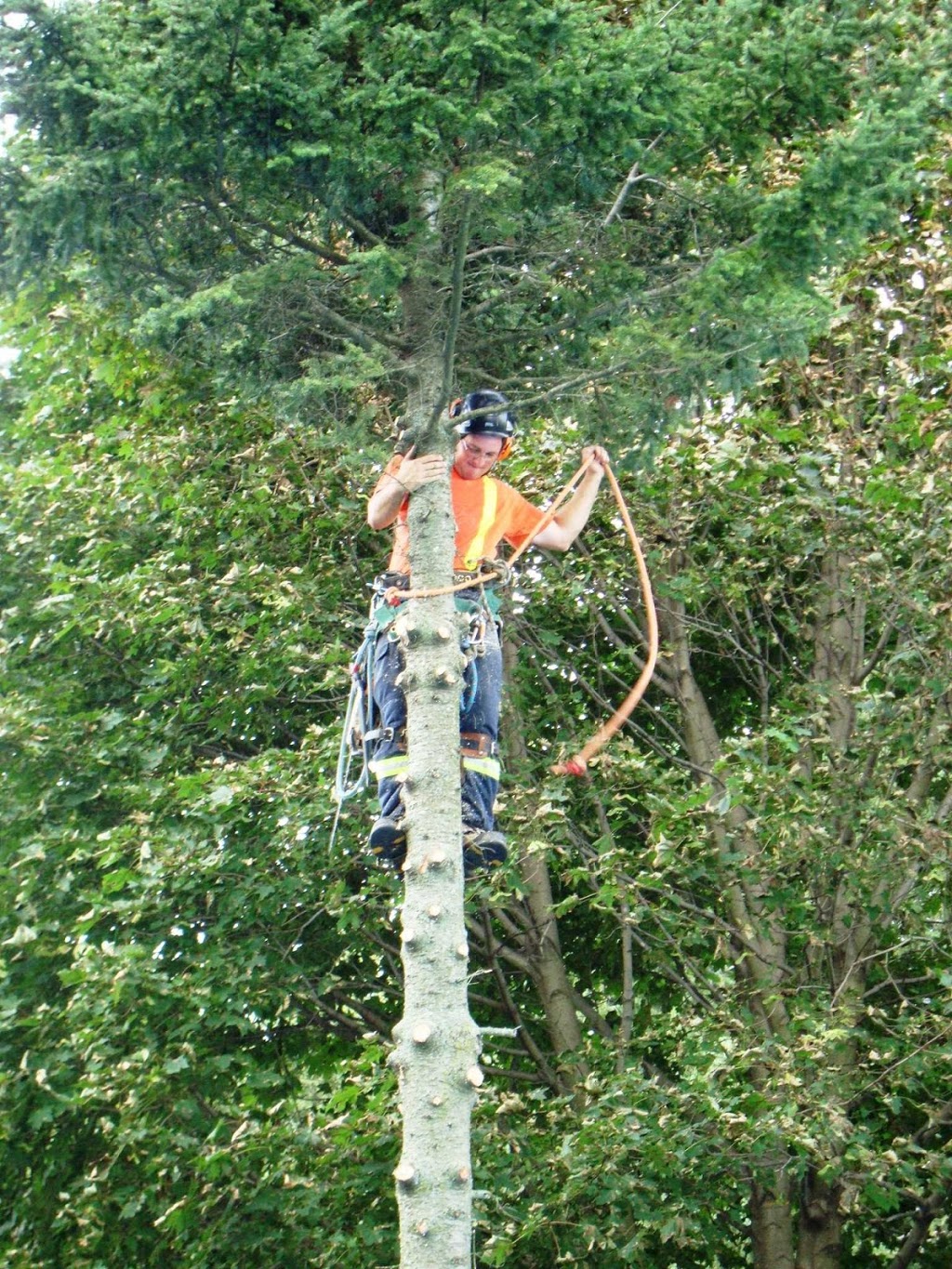 Joels Tree Service | 5009 Line 6, St. Marys, ON N4X 1C8, Canada | Phone: (519) 272-5742