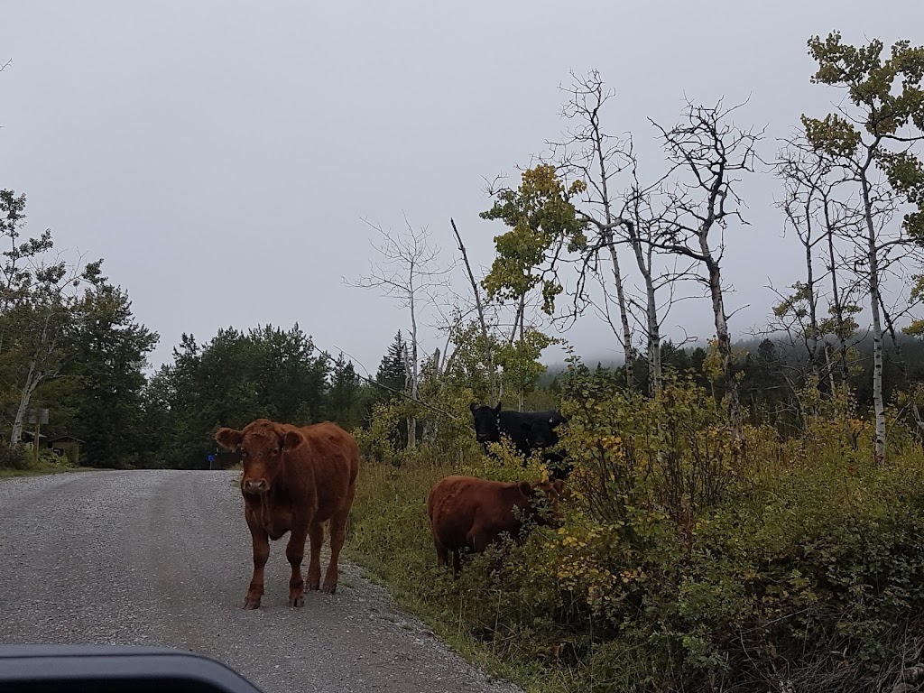 Castle Provincial Park | Ohagen Rd, Hillcrest Mines, AB T0K 1C0, Canada | Phone: (403) 627-1165