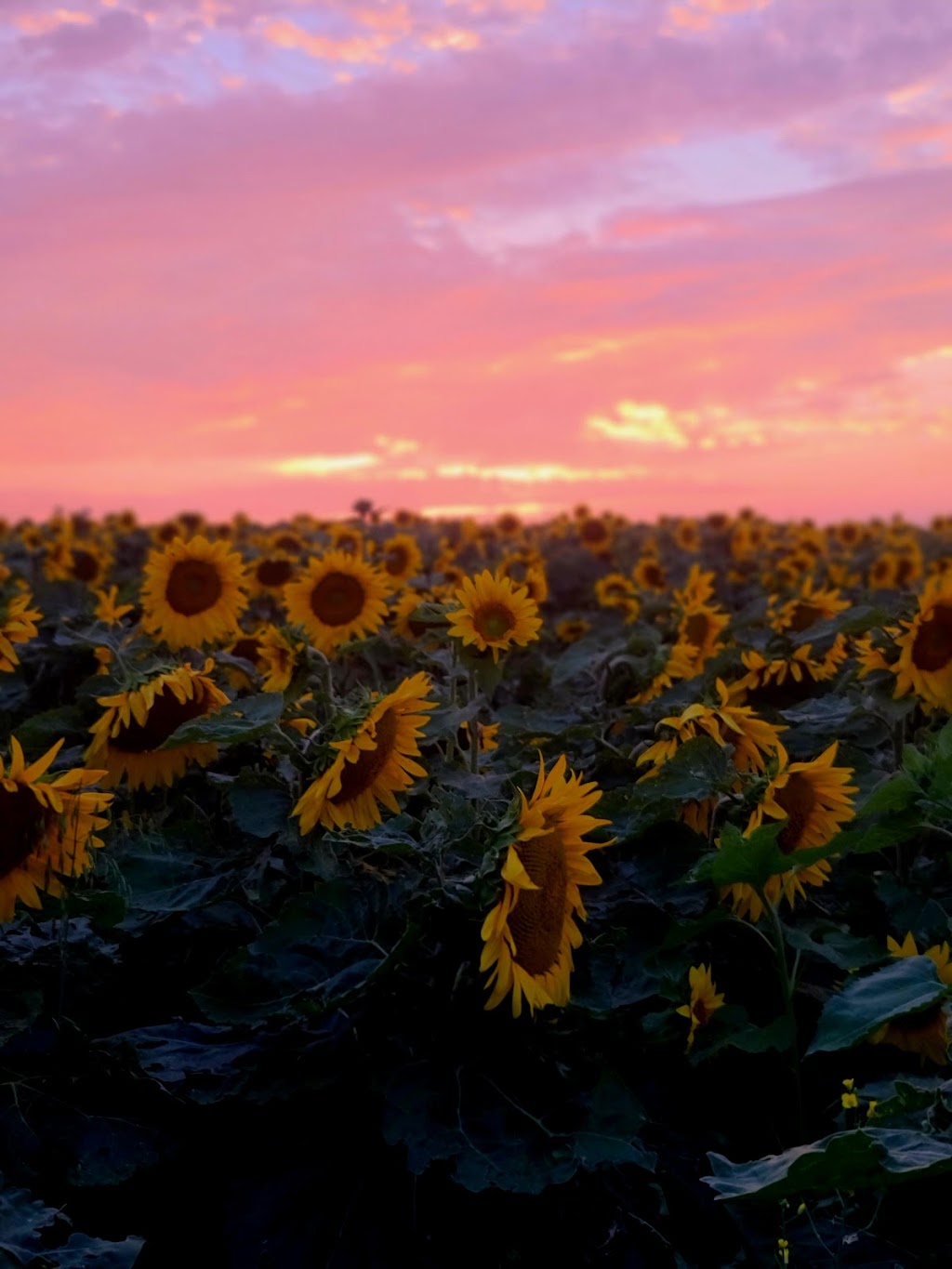 Sunflower Valley Farms | 25528 Township Rd 410, LACOMBE COUNTY, AB T4L 2N4, Canada | Phone: (403) 506-3374