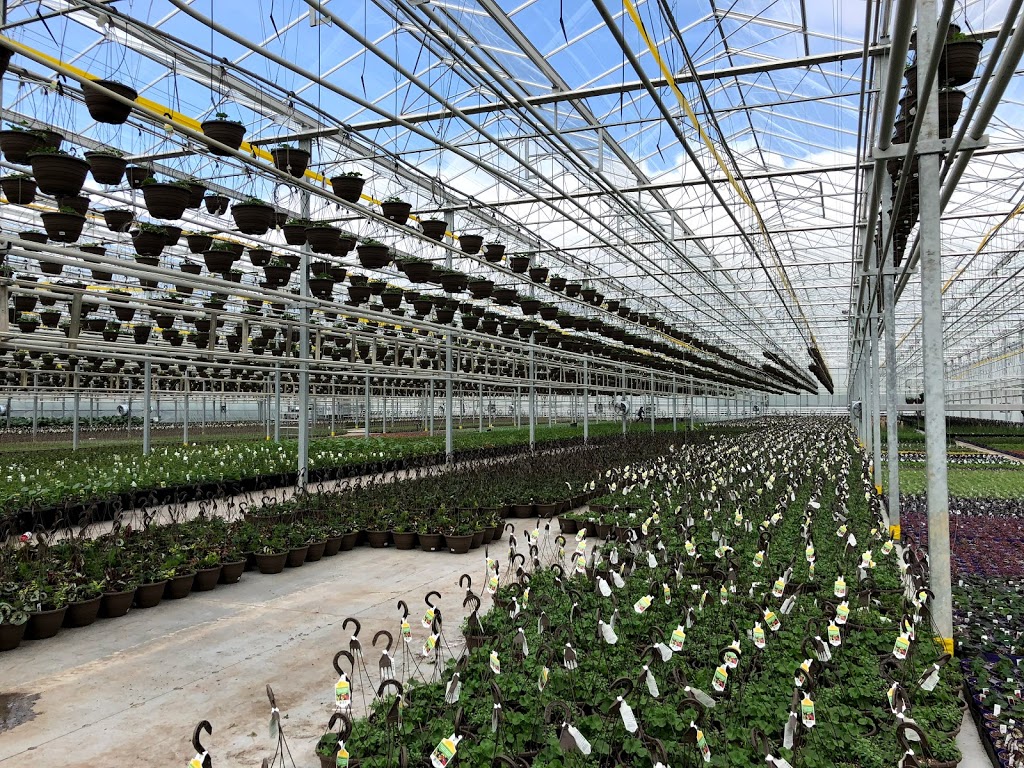 Rico Roots Plant Farm | 2340 Graham Side Rd, Kingsville, ON N9Y 2E5, Canada | Phone: (519) 796-7999
