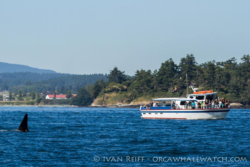 Western Prince Whale Watching | 1 Spring St Suite A, Friday Harbor, WA 98250, USA | Phone: (360) 378-5315