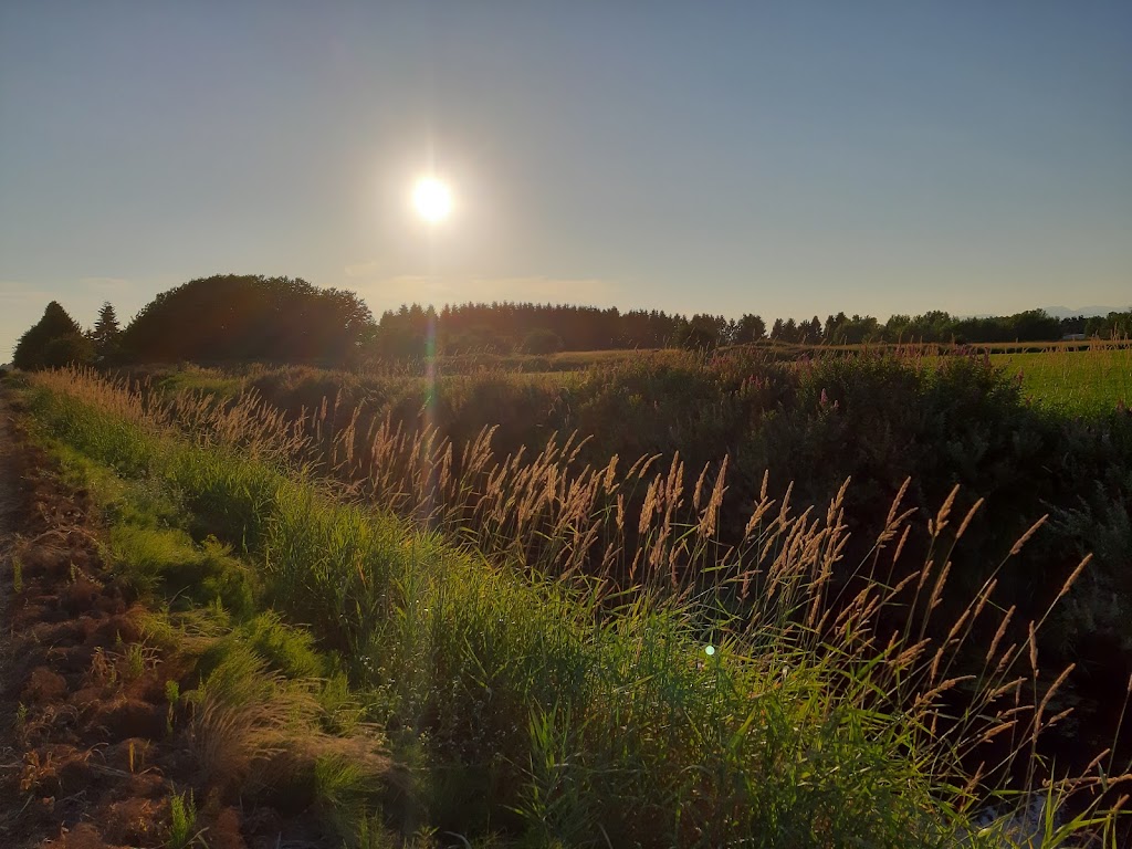 Best Choice Blue Berry Farm | 5415 104 St, Delta, BC V4K 3N3, Canada | Phone: (604) 805-2975