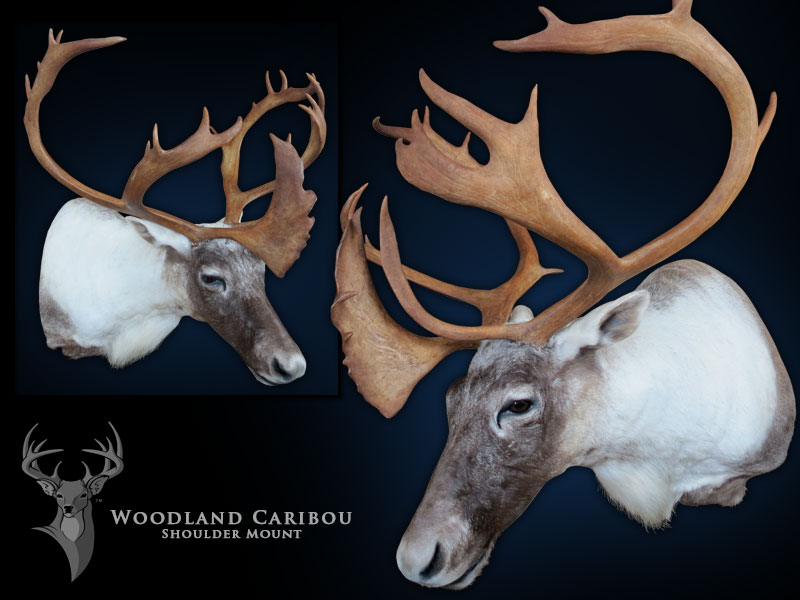 Chris Rawn Taxidermy & Wildlife Arts | 3319 Flos Rd 3 W, Stayner, ON L0M 1S0, Canada | Phone: (705) 719-8732