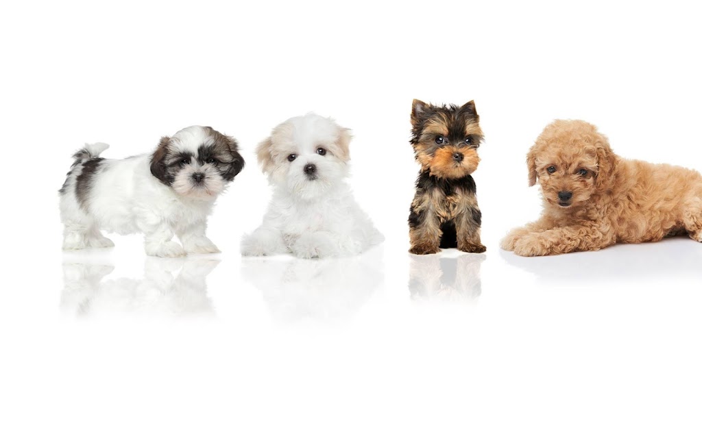 Elite puppies club | Dundas St E, Oakville, ON L7M 1S9, Canada | Phone: (365) 833-3341