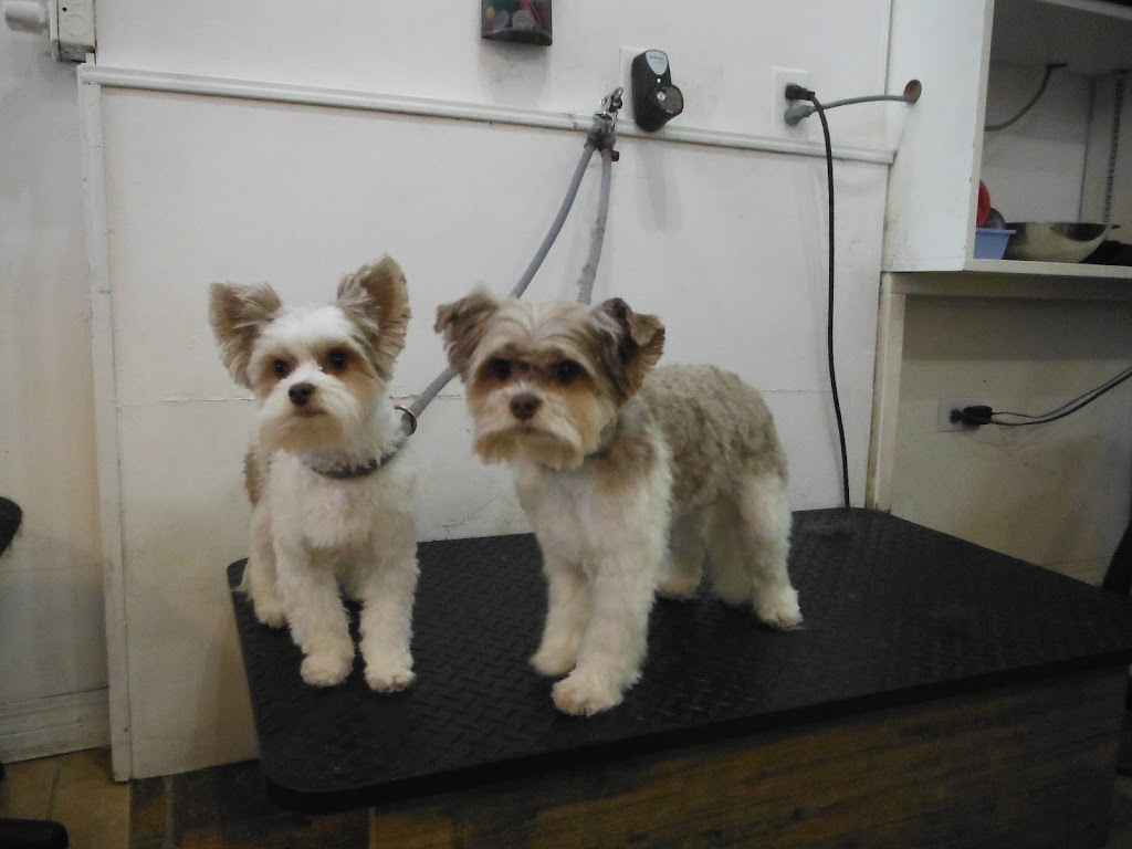 Bubbles Dog Grooming | 1514 9 Ave S, Lethbridge, AB T1J 3A3, Canada | Phone: (403) 329-1231