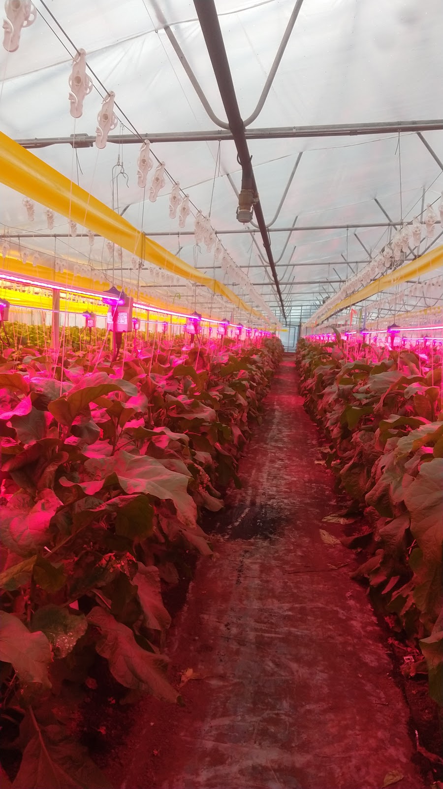 Great Lakes Greenhouses Inc | 834 Mersea Road 4, Leamington, ON N8H 3V6, Canada | Phone: (519) 326-7589