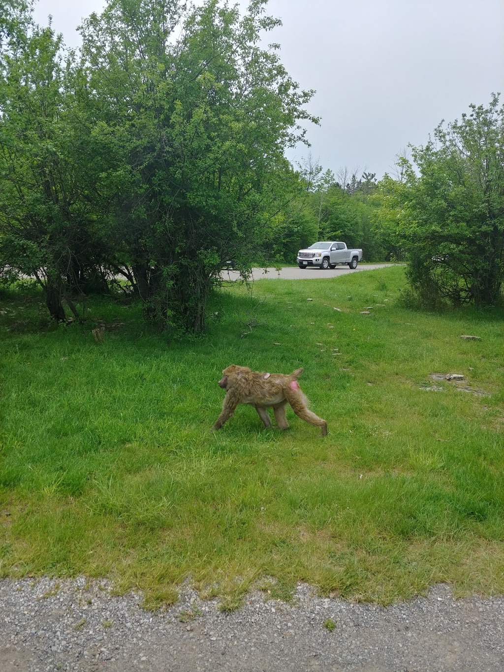 Timbavati White Lion Country | Flamborough, Hamilton, ON N1R 5S2, Canada