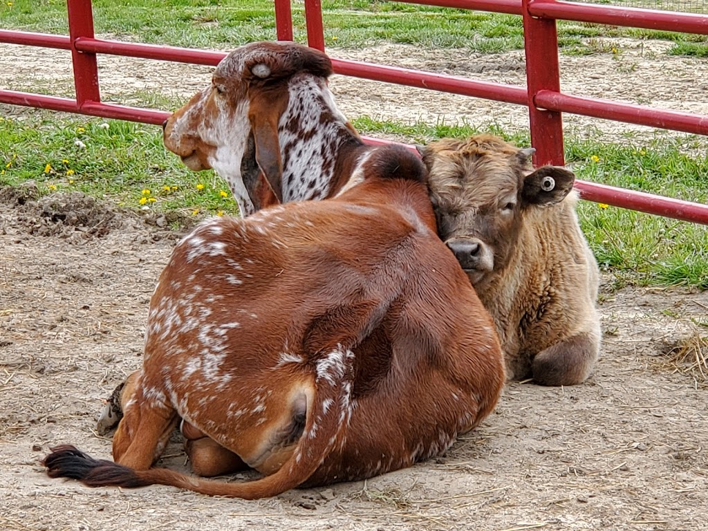 Timber Creek Petting Farm | 6572 Burns Line Rd, Lexington, MI 48450, USA | Phone: (810) 712-6446