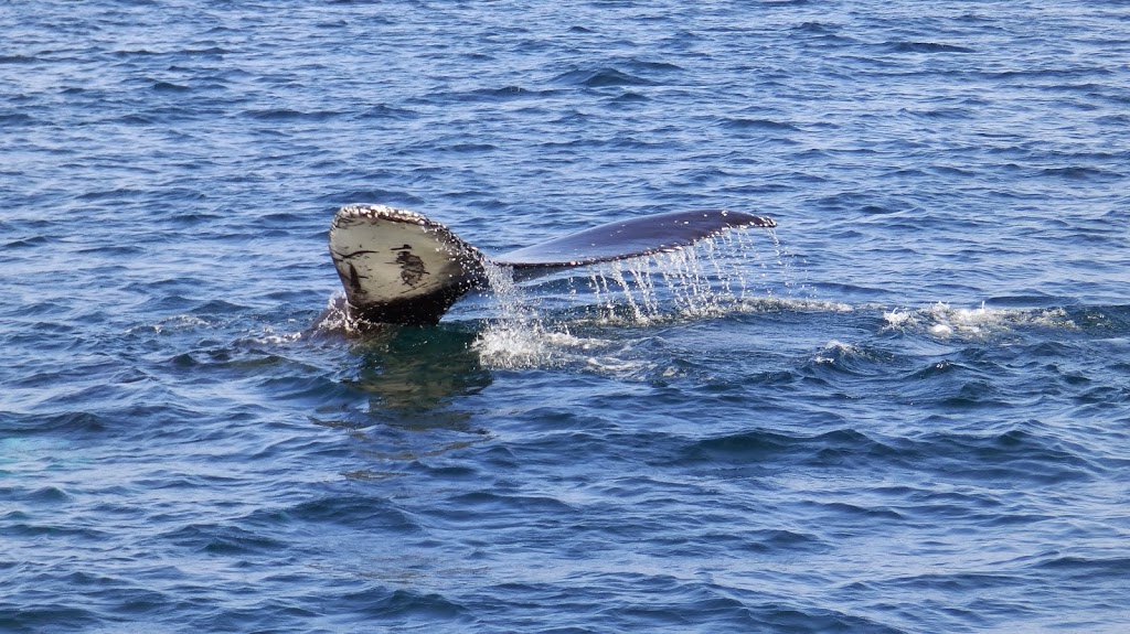 Molly Bawn Whale-Puffin Tours | Gus OReillys Road, Mobile, NL A0A 3A0, Canada | Phone: (709) 334-2621