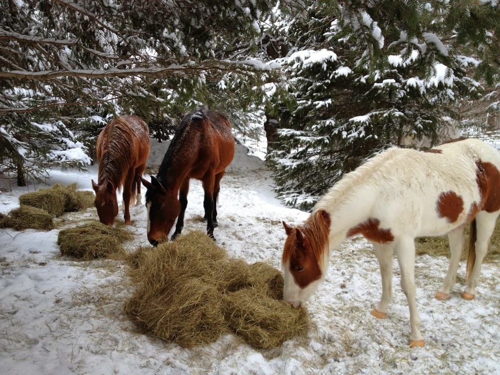 Harmony Hills Equestrian Centre | 181 Chemin Johnston, Cookshire-Eaton, QC J0B 1M0, Canada | Phone: (514) 808-2050