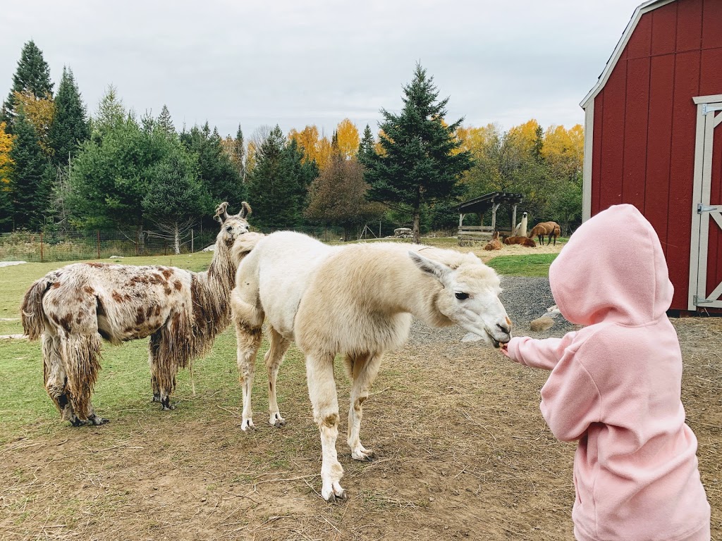 Serendipity Farm and Sanctuary - Alpacas & Llamas | 929 S Lavant Rd, Lanark, ON K0G 1K0, Canada | Phone: (613) 259-3304