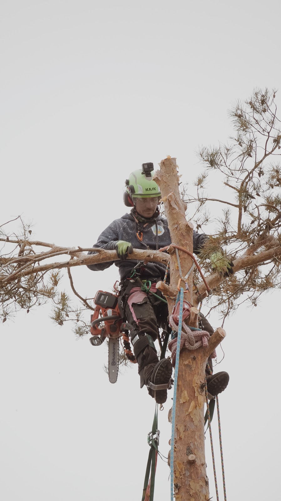 Arborhaus Landscape Design & Tree Care | 17264 Simcoe St, Manilla, ON K0M 2J0, Canada | Phone: (905) 243-6380