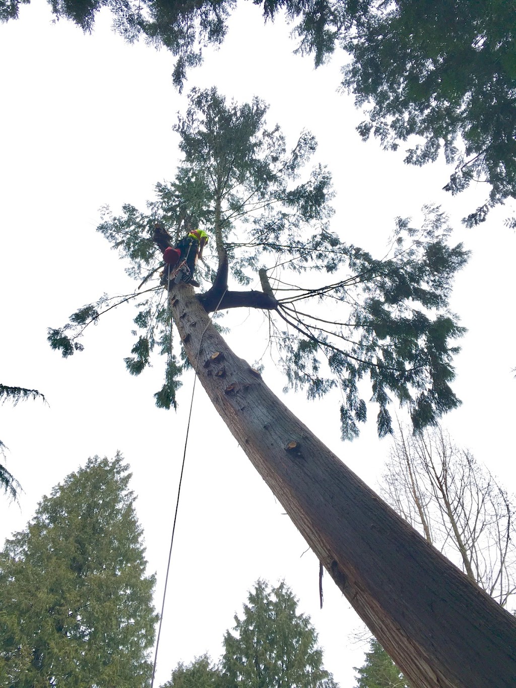 Great West Tree Service Trimming, Removals | 5859 168 St, Surrey, BC V3X 3X5, Canada | Phone: (604) 644-1510