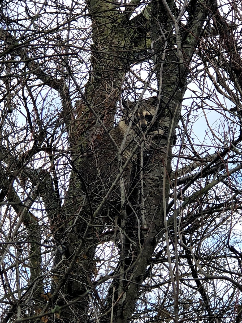 TETRAULT WILDLIFE SANCTUARY | 8510 Chestnut Ridge Rd, Gasport, NY 14067, USA