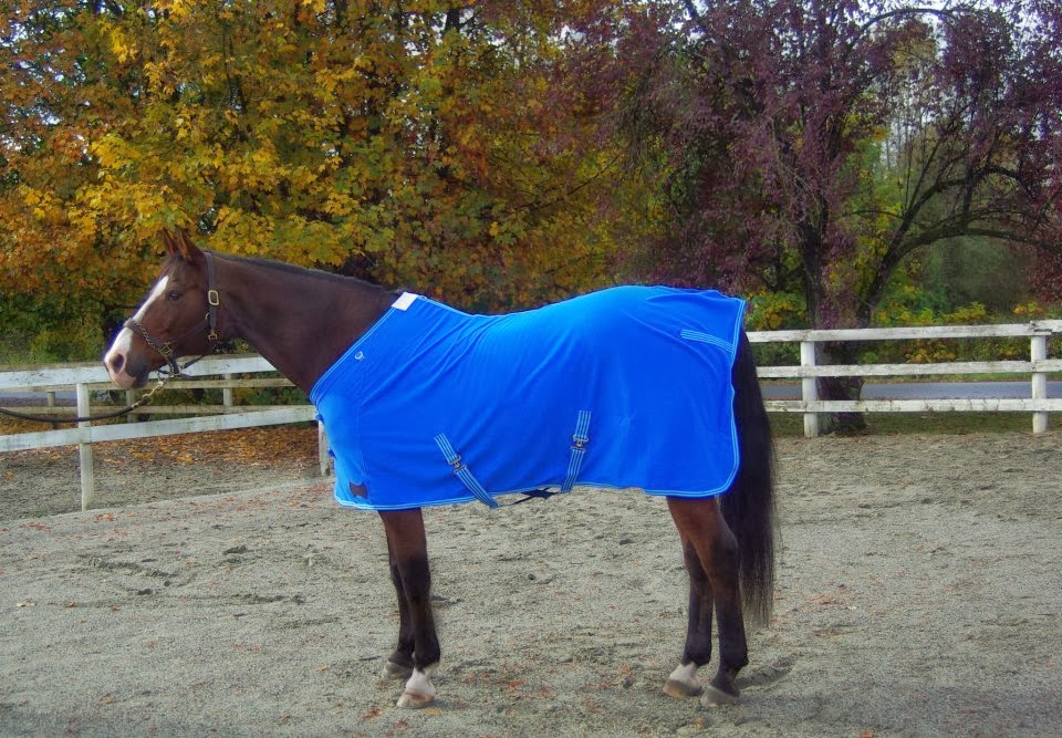 Champion Horse Blankets | 12044 McIntyre Ct, Maple Ridge, BC V2X 8M8, Canada | Phone: (778) 513-5870