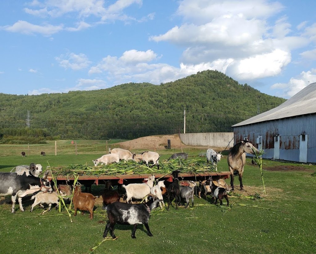 Ferme Marie-Noëlle Beaulieu | 674 Chemin St Laurent, Baie-Saint-Paul, QC G3Z 2L7, Canada | Phone: (418) 435-8931