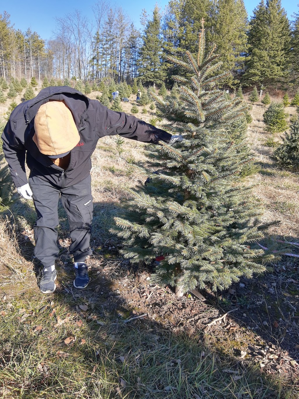 Chickadee Christmas Trees | 6639 Wellington Road 34, Cambridge, ON N3C 2V4, Canada | Phone: (519) 654-2029