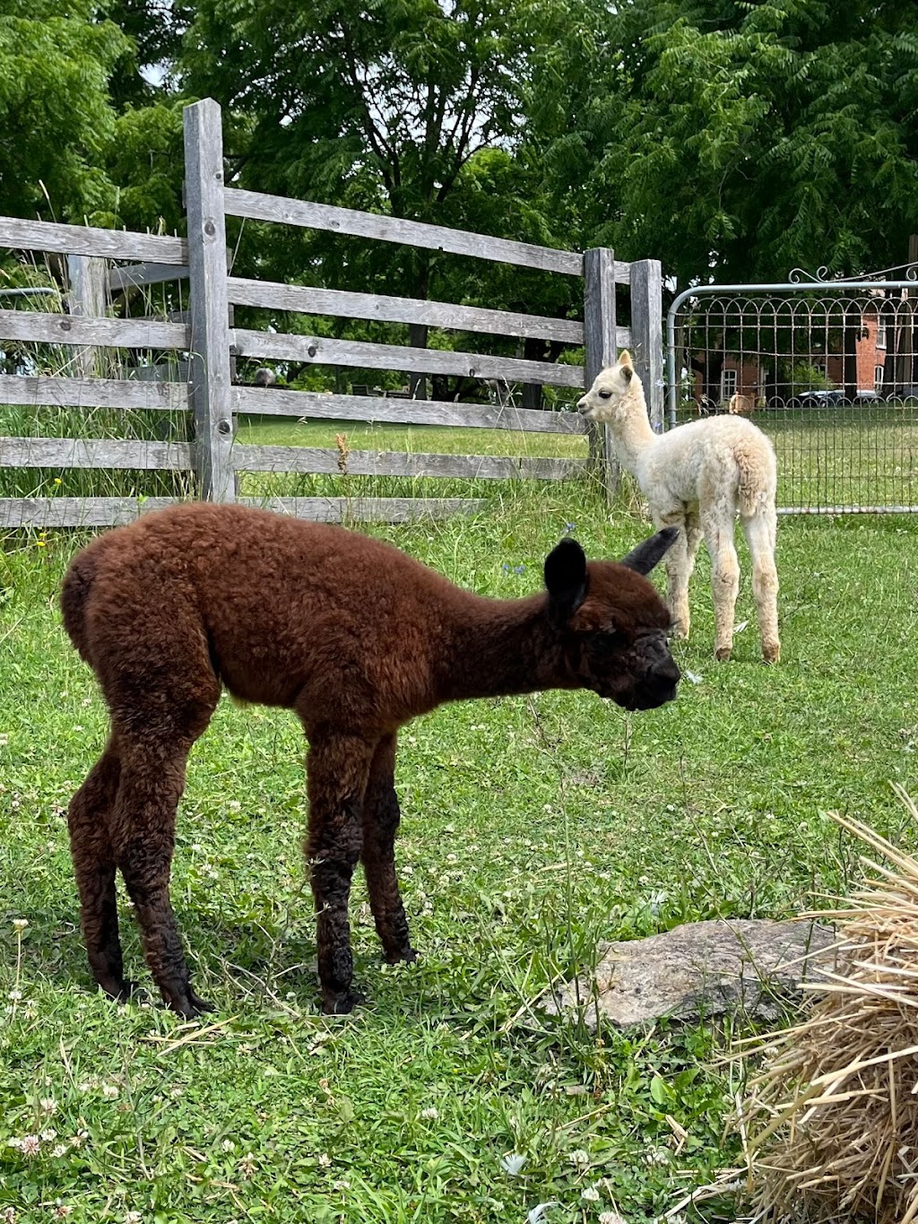 Noble Beast Farms | 14935 Loyalist Pkwy, Bloomfield, ON K0K 1G0, Canada | Phone: (613) 970-4799