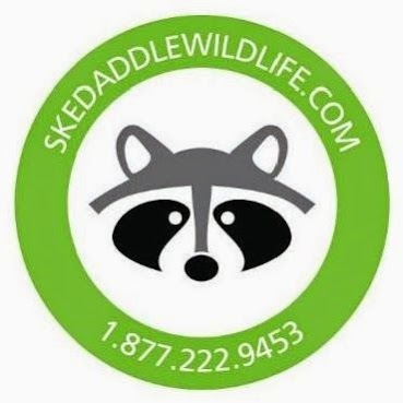 Skedaddle Humane Wildlife Control | 7510 Flewellyn Rd, Stittsville, ON K2S 1B6, Canada | Phone: (613) 231-2222