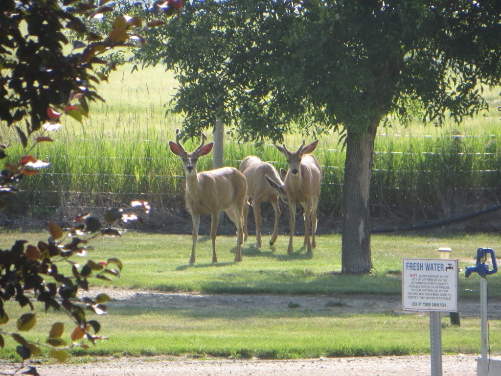 Countryside Campground | 105005 Range Rd 215, Picture Butte, AB T0K 1V0, Canada | Phone: (403) 732-5371