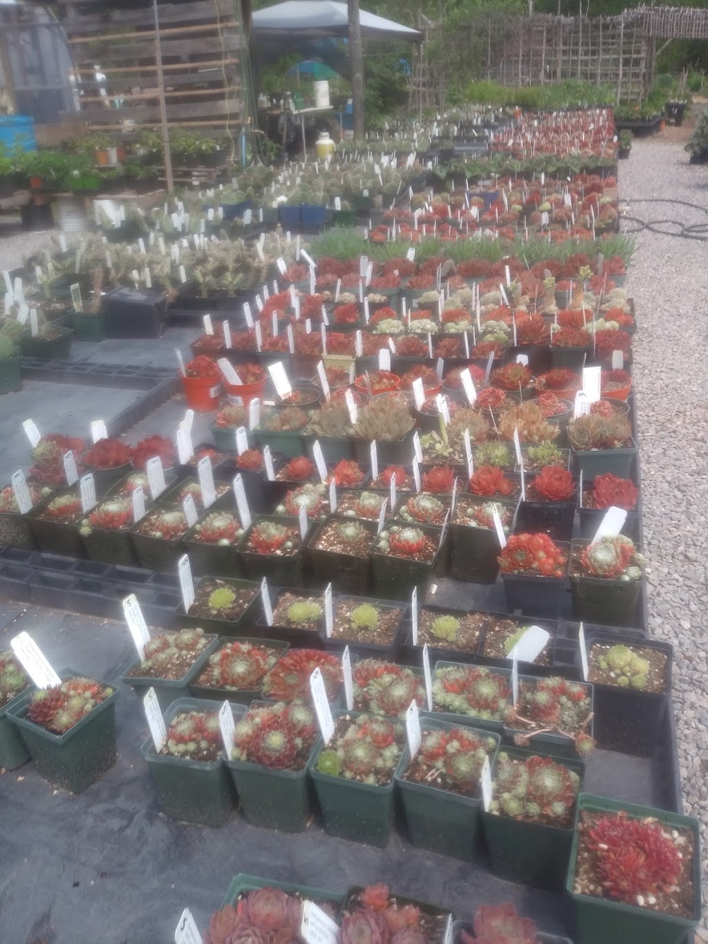 Annas Perennials | 63 Shoreview Road, Lindsay, ON K9V 4R5, Canada | Phone: (705) 799-0062