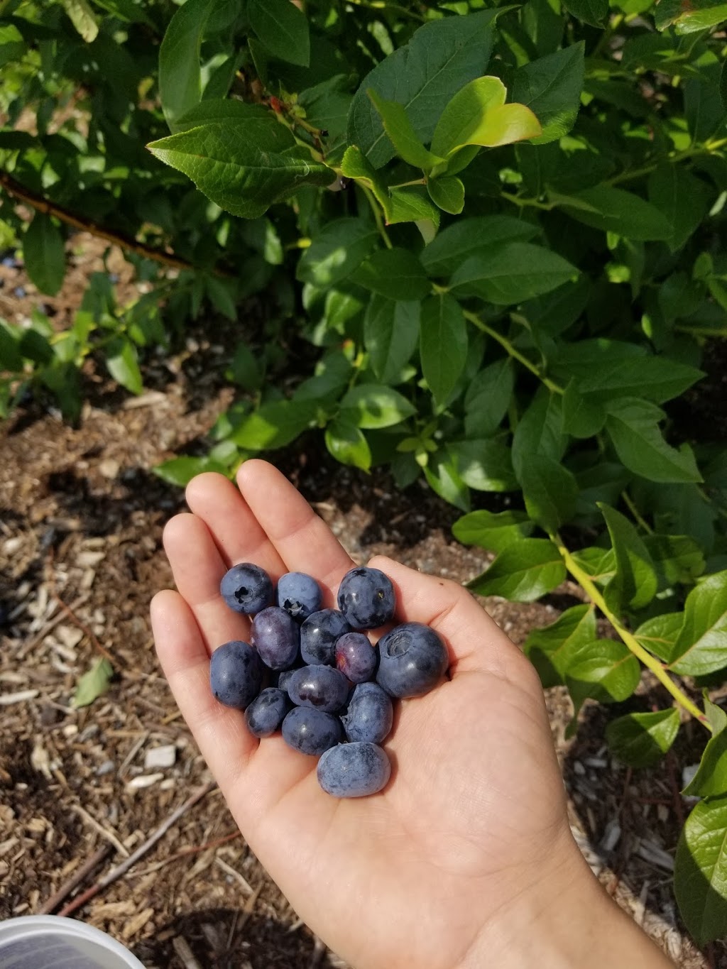 BLEU CIEL BLEUETS ETC. | 335 Grand rang Saint-François, Saint-Pie, QC J0H 1W0, Canada | Phone: (450) 261-7106