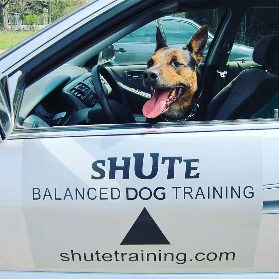 Shute Balanced Dog Training | 4424 Victoria Road South R.R. #1, Suite 3, Puslinch, ON N0B 2J0, Canada | Phone: (519) 763-4608