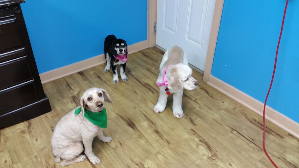 Hwy7 Pet Retreat | 1412 Ashton Station Rd, Ashton, ON K0A 1B0, Canada | Phone: (613) 257-6060