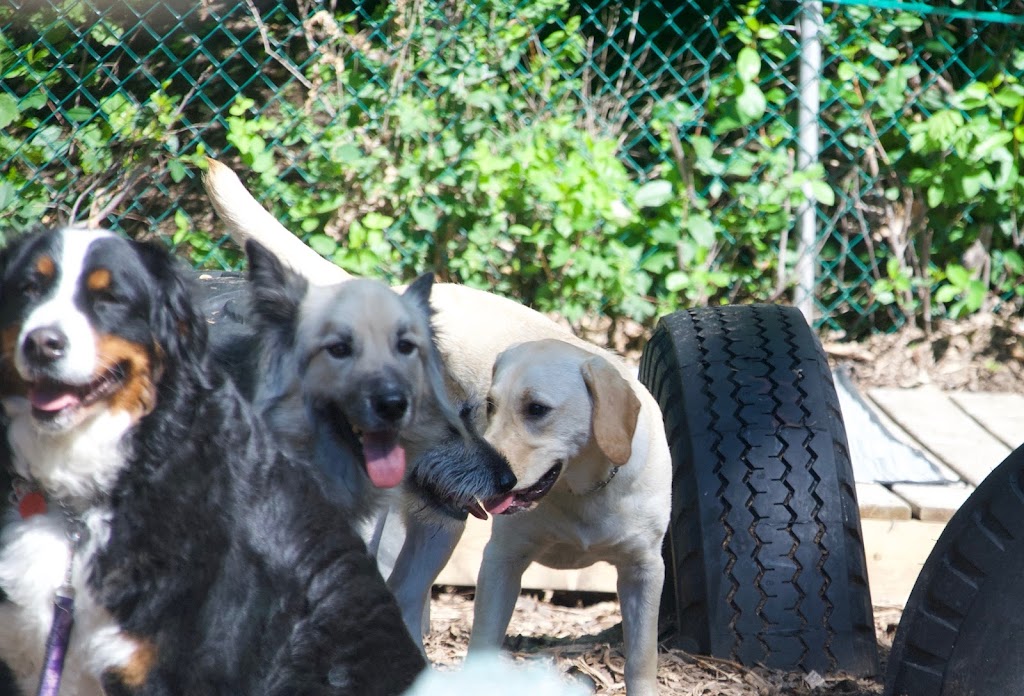 Total Dog Care Home Based Daycare for Dogs | 6358 Rothbourne Rd, Carp, ON K0A 1L0, Canada | Phone: (613) 663-2310