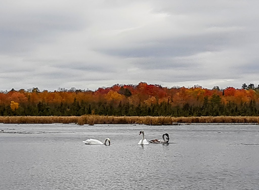 Lakefield Beach and Playground | 64 Hague Blvd, Lakefield, ON K0L 2H0, Canada | Phone: (705) 292-9507