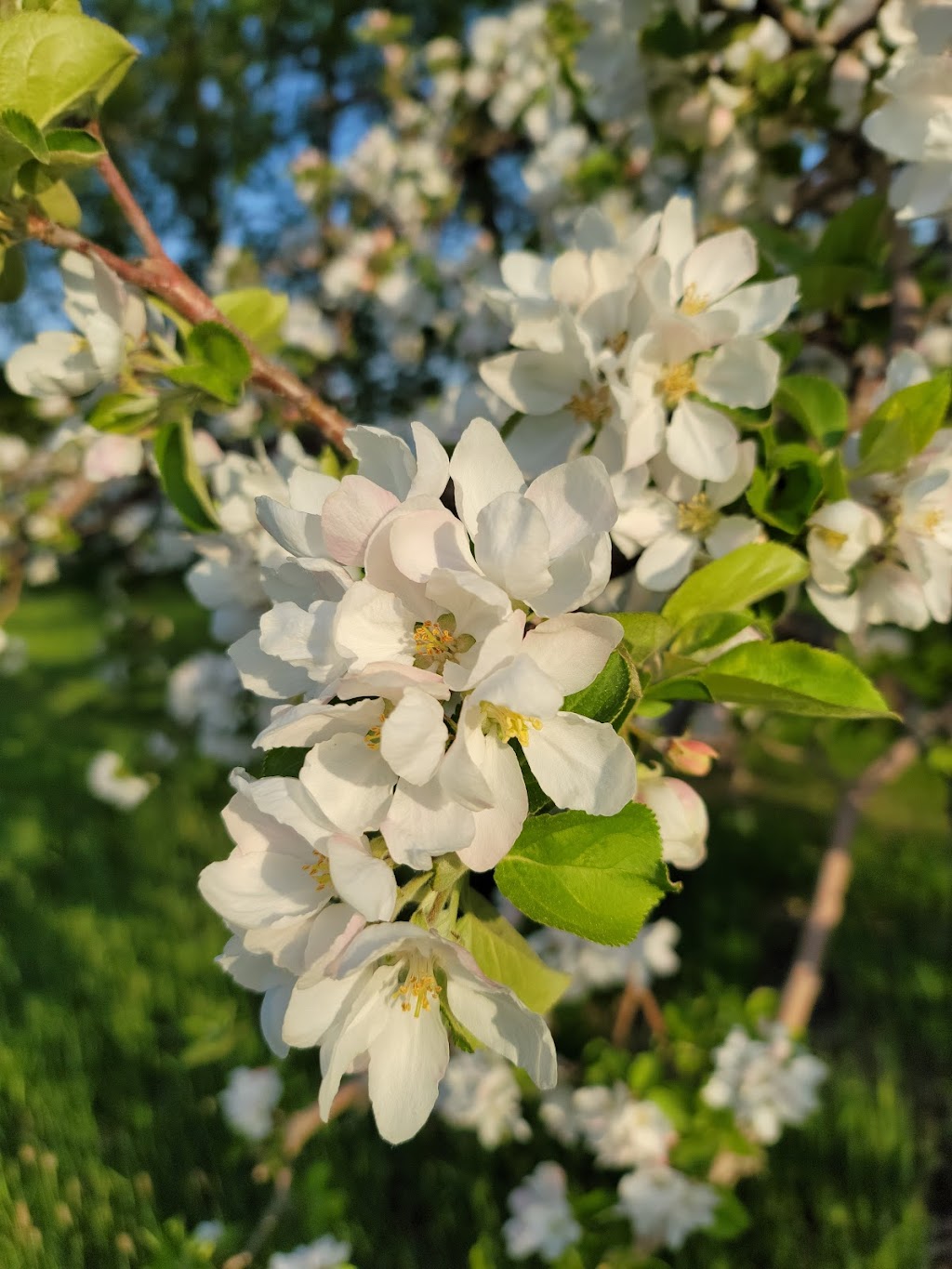 AppleManFarms Ltd | 16 Fox Rd, Gagetown, NB E5M 1W6, Canada | Phone: (506) 488-2147