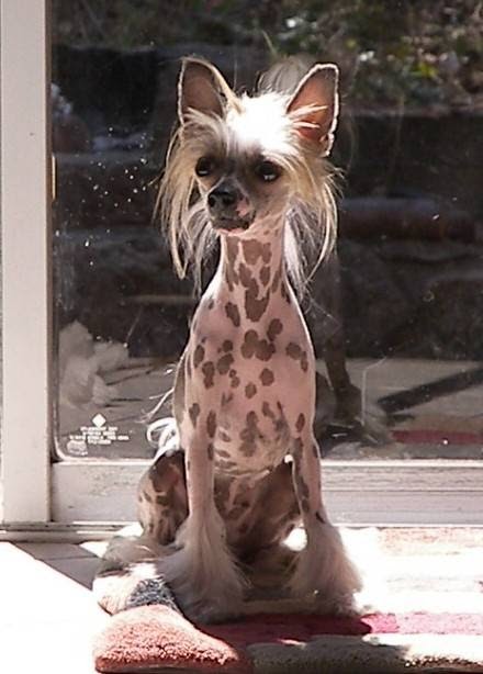 Hairlessphynx | 6228 Sooke Rd, Sooke, BC V9Z 0G7, Canada | Phone: (250) 686-0086