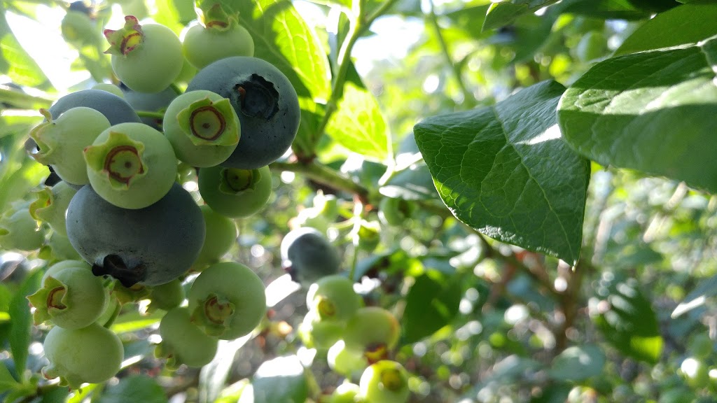 Powells Patch Blueberries | 37 Gilbert Rd, Simcoe, ON N3Y 4K2, Canada | Phone: (519) 428-1563