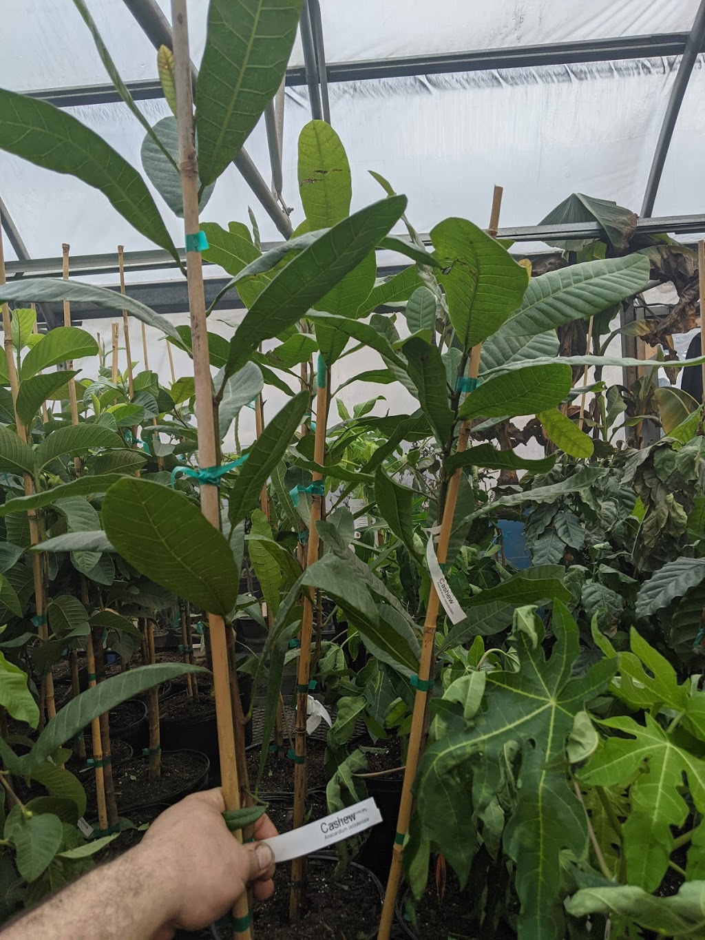 Serre Brugmansia-Québec (Ouvert sur rendez-vous seulement) | 1147 Terrasse Bellevue, Saint-Valérien-de-Milton, QC J0H 2B0, Canada | Phone: (450) 521-1997