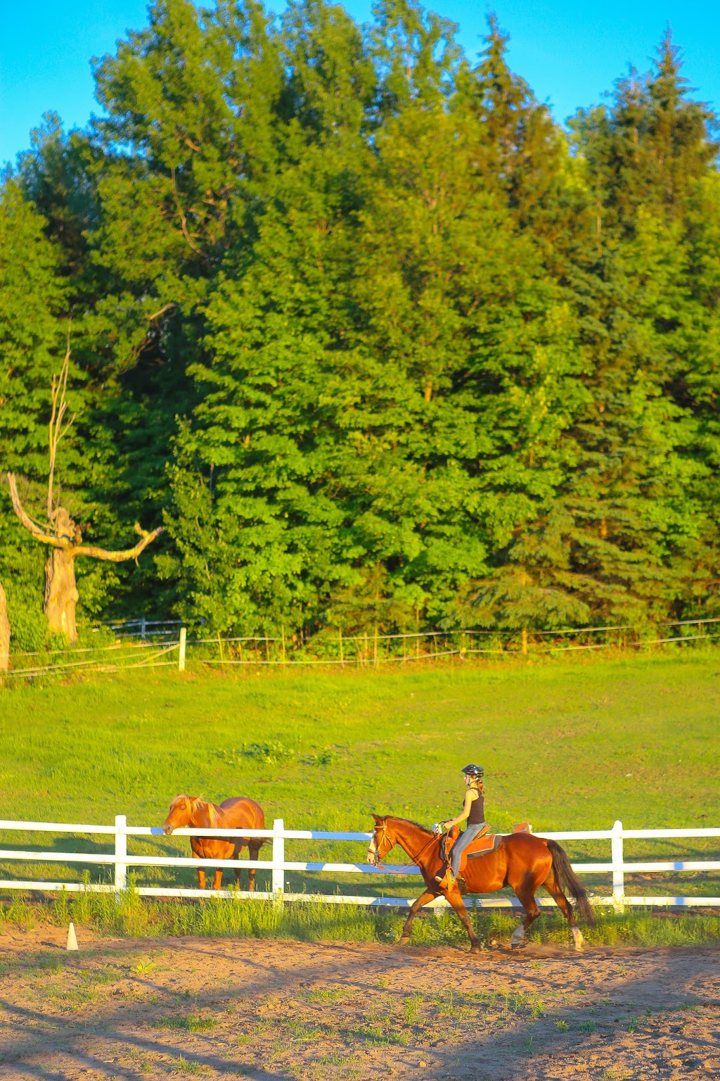 Equita Ranch | 838 Montée de la Source, Cantley, QC J8V 3H4, Canada | Phone: (819) 827-9996