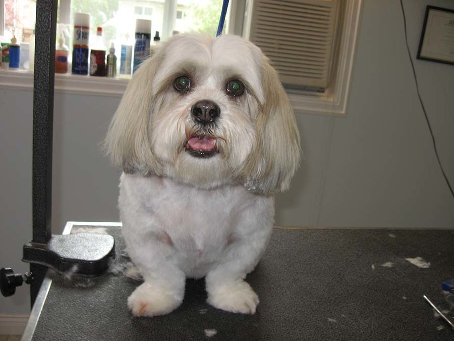 Heads To Tails Pet Grooming | 20319 36b Ave, Langley, BC V3A 2S3, Canada | Phone: (778) 837-5506