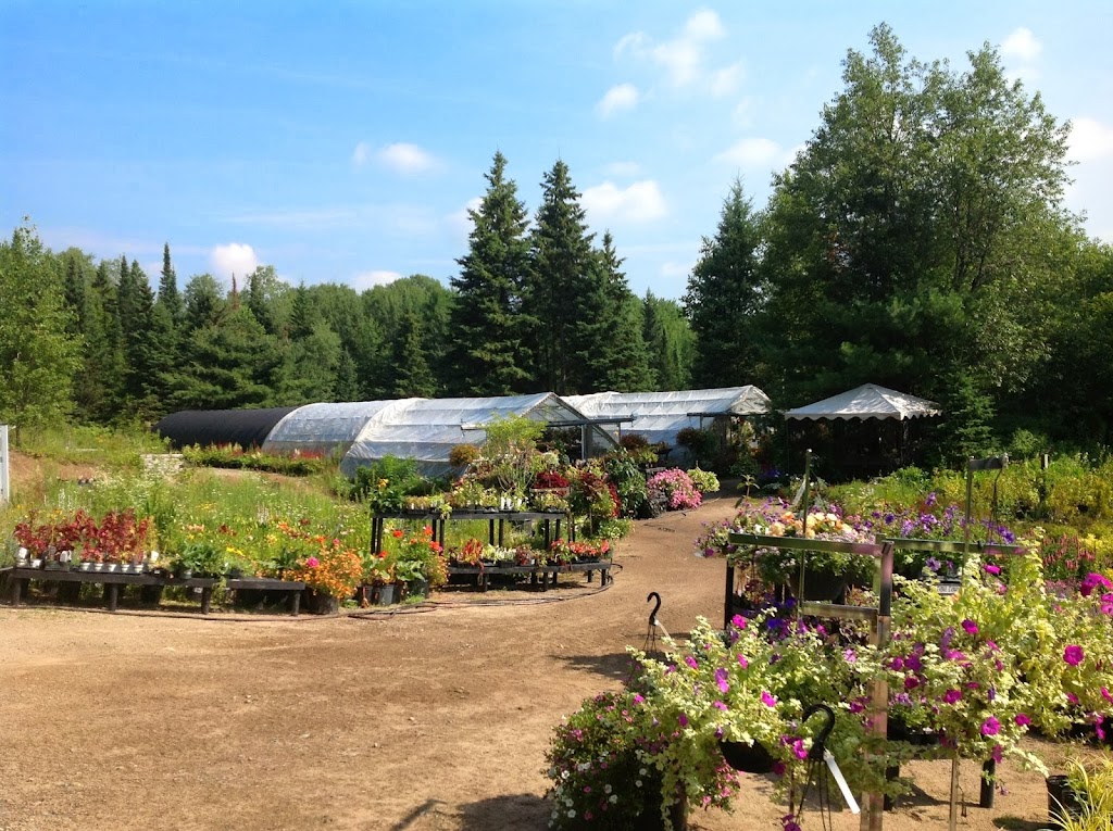 The Variegated Devas Nursery | #1027 Hwy # 11 DO NOT TAKE RATTRAY ROAD -#1027 Driveway exits directly from Hwy#11, Emsdale, ON P0A 1J0, Canada | Phone: (705) 787-5812