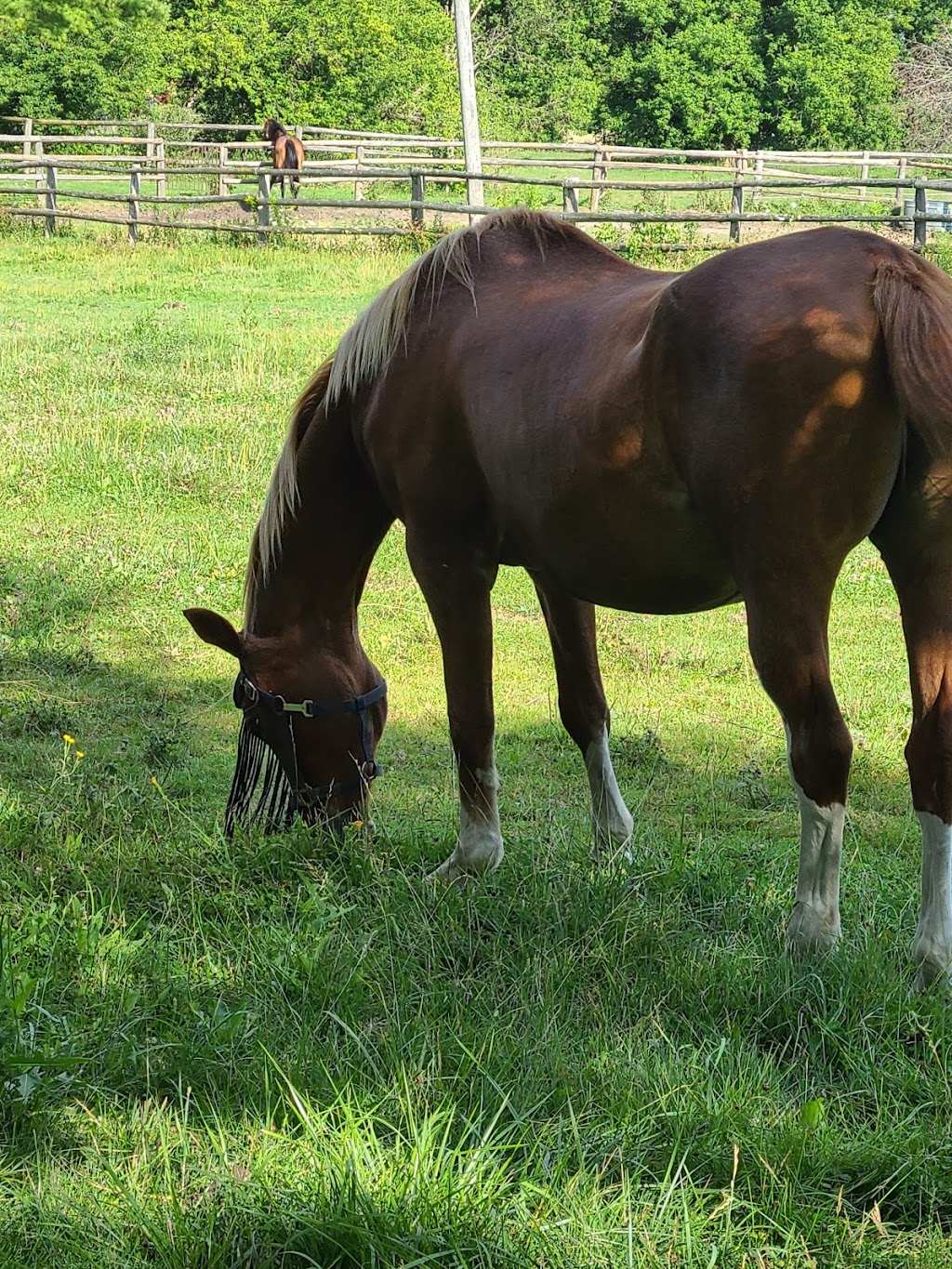 Vivian Ridge Farm | 16687 Warden Ave., Newmarket, ON L3Y 4W1, Canada | Phone: (416) 316-3984