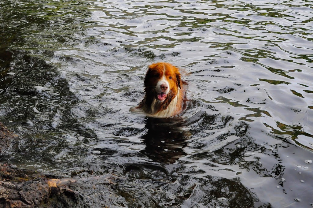 Sniffing Daisies Canine Care | 2911 Sooke Lake Rd, Victoria, BC V9B 4R6, Canada | Phone: (250) 889-2970