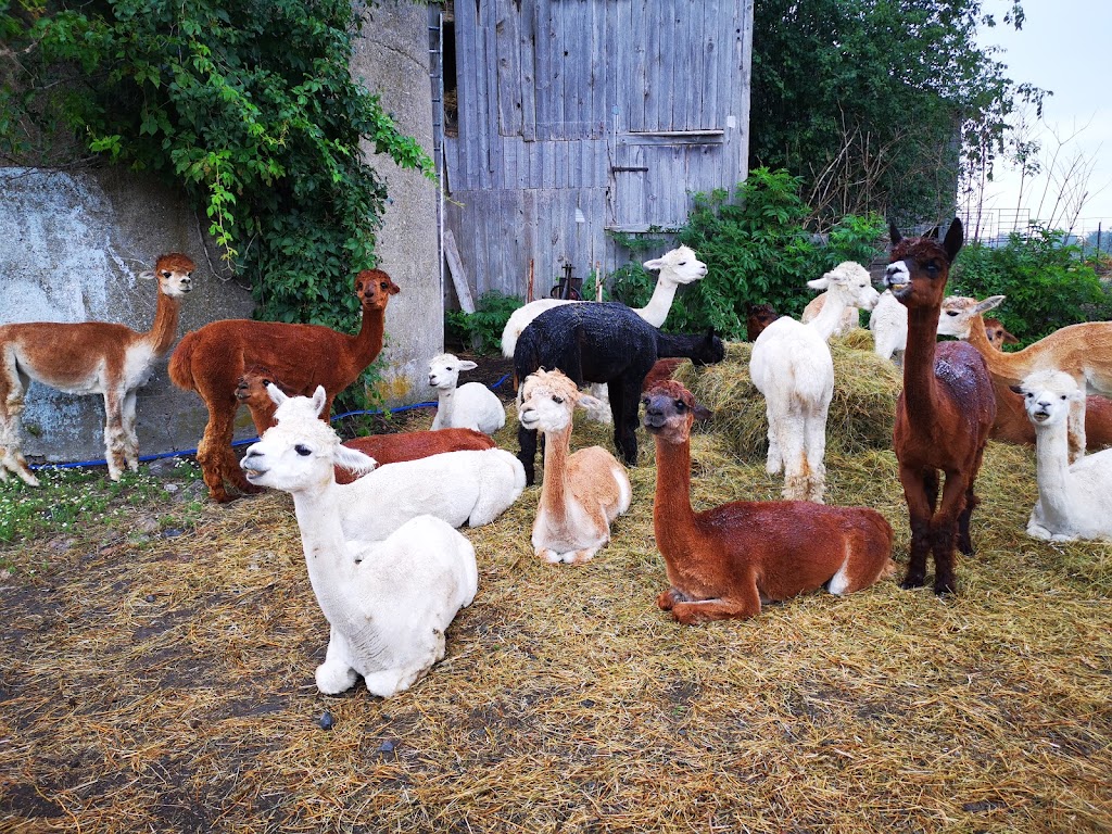 Hickory Lane Alpacas | 7326 County Rd 9, Napanee, ON K7R 3K8, Canada | Phone: (613) 354-1480