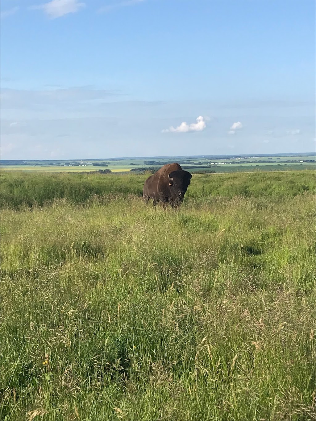 Prairie Bison Feeders | 39508-A, Blackfalds, AB T4L 2N2, Canada | Phone: (403) 392-6058