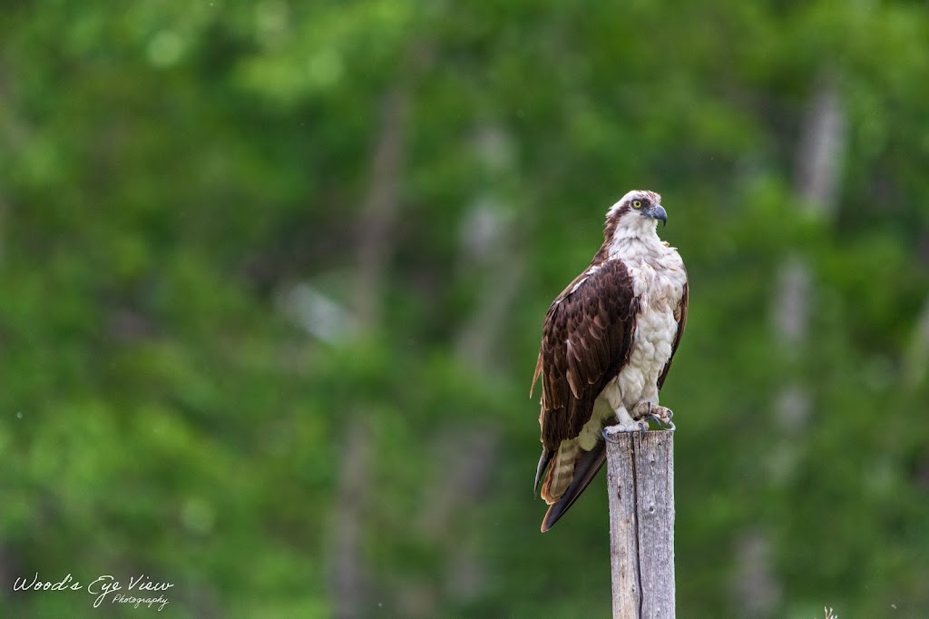 Woods Eye View Photography | 1243 St Charles Rd N, Lethbridge, AB T1H 4M3, Canada | Phone: (403) 634-0490