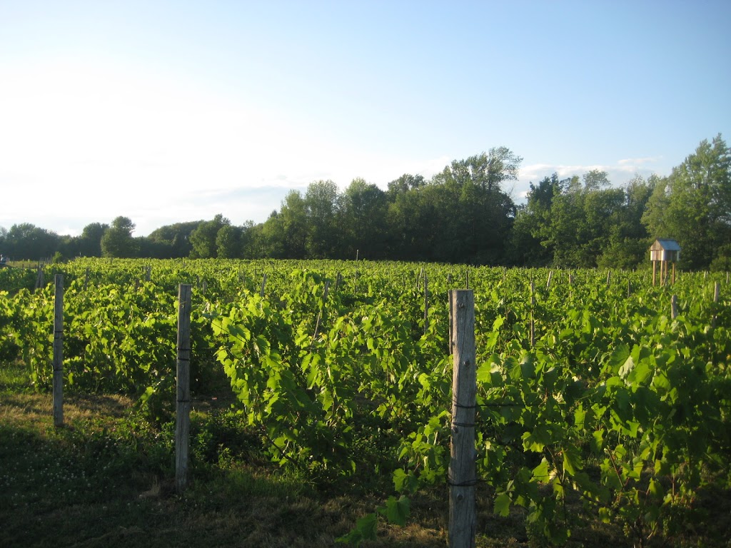 Vignoble Aux Volets Noirs | 2313 Chem. de la Rivière-des-Anglais, Howick, QC J0S 1G0, Canada | Phone: (450) 825-2546